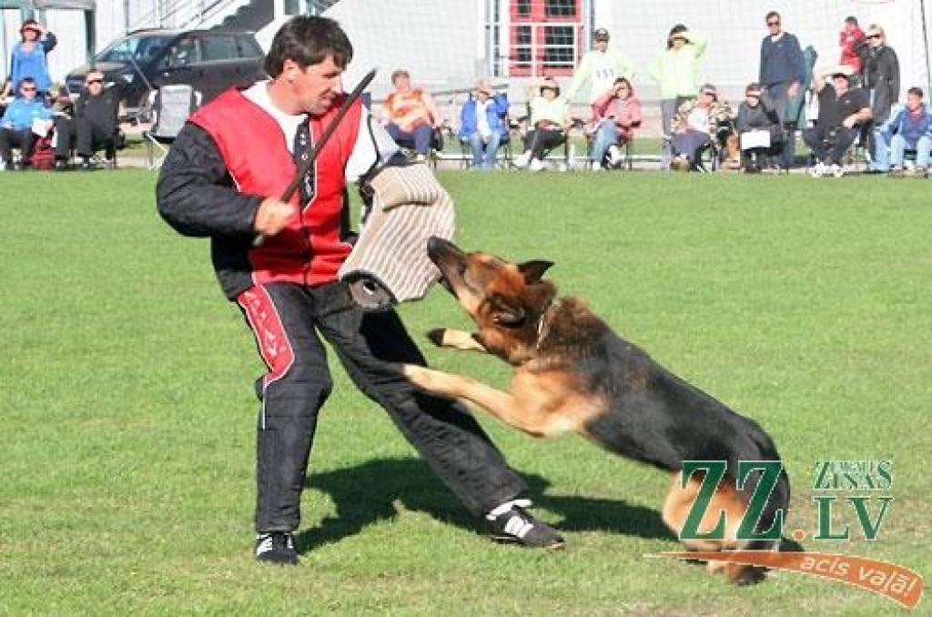 Nedēļas nogalē Ozolniekos aizvadīta sestā Baltijas valstu specializētā vācu aitu suņu šķirnes izstāde, kurā piedalījās šo dzīvnieku audzētāji no Latvijas, Lietuvas, Igaunijas, Krievijas, Baltkrievijas, Ukrainas, Vācijas un Zviedrijas.