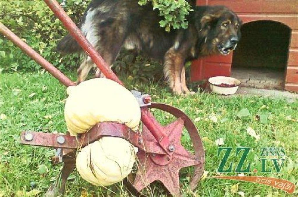 Aicinām jūs, lasītāji, iesūtīt publicēšanai gan savas, smaidu raisošas, ar Jelgavu un novadiem saistītas fotogrāfijas, gan asprātīgus parakstus publicētajam fotomirklim. Sūtiet tos uz e-pasta adresi evita.purina@zz.lv, bet parakstus varat...