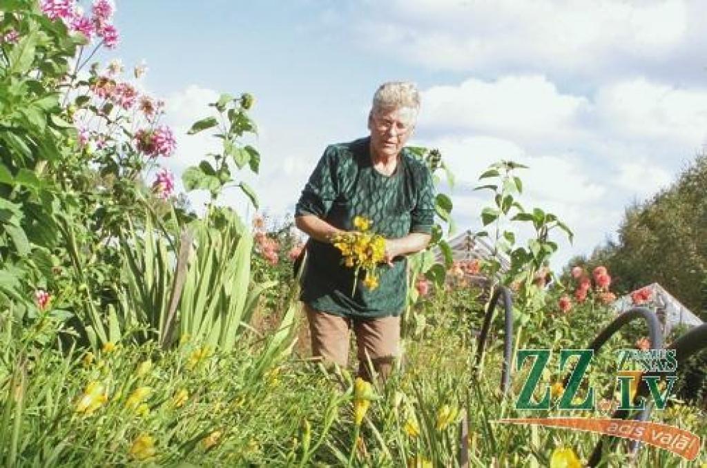 Sīpolpuķu audzētāja Indra Vilāne vēl septembra pēdējās dienās grieza frēzijas. Šomēnes gan sīpoliņi jānorok un jāglabā siltā telpā.