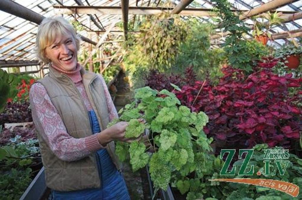 Dārzniece Gundega Gene iesaka izvēlēties telpaugus, kuriem dzīvoklī vai mājā var nodrošināt atbilstošus apstākļus. Uz slinkākajiem puķumīļiem noteikti neapvainosies tolmieja (latīniski Tolmiea menziesii), kas ir ārkārtīgi pacietīgs un ātraudzīgs augs. Šie podiņi sakuplojuši aizvadītās vasaras laikā. Uzmanību piesaista raibās lapas un «jaunā paaudze», kuras bērnība aizrit uz veco lapu virsmas. 
Autors: Agris Samcovs