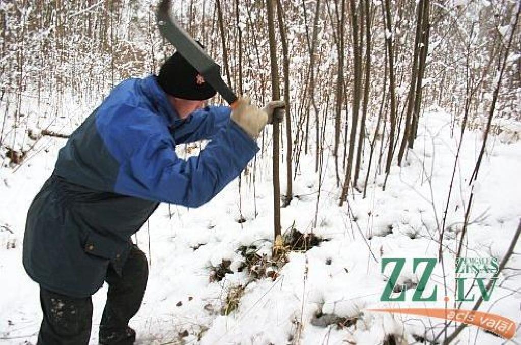 Strādājot ar mačetēm, bezdarbnieki čakli iztīrījuši pilsētas mežus un parkus.
Autors: Agris Samcovs