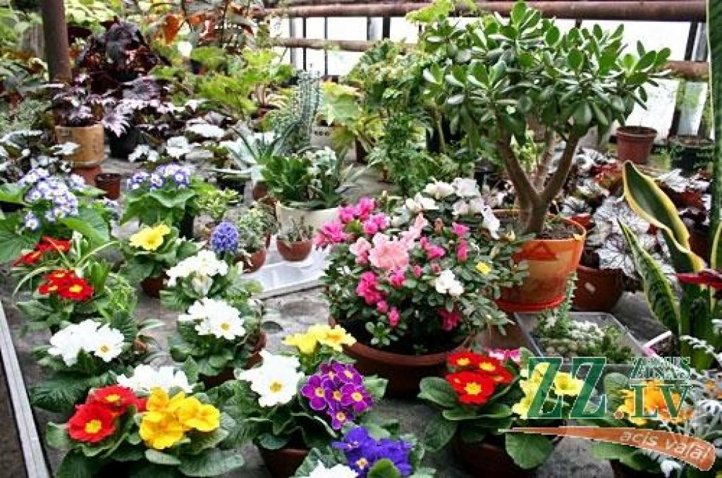 Autors: Agris Samcovs