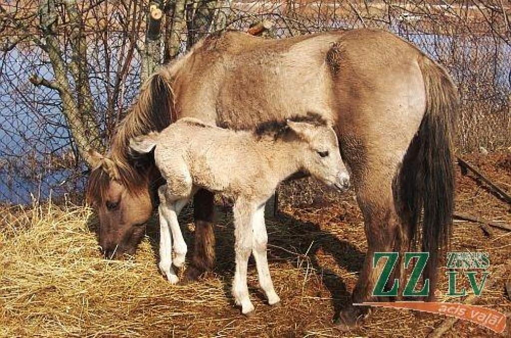 Autors: no LLU arhīva