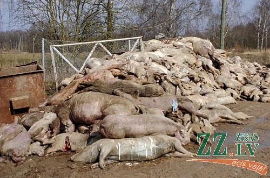 SIA «Uzvara-Strauti» vadītājs Andrejs Šaburovs uzskata, ka simtiem cūku un sivēnu līķu uzkrāšana milzu kaudzē pārsimt metru no autoceļa, nepilnu kilometru no Uzvaras ciemata centra esot normāla parādība.
Autors: Juris Iļņickis, «Bauskas Dzīve»
