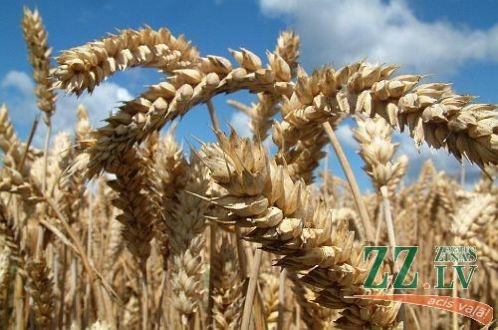 Autors: no ZZ arhīva