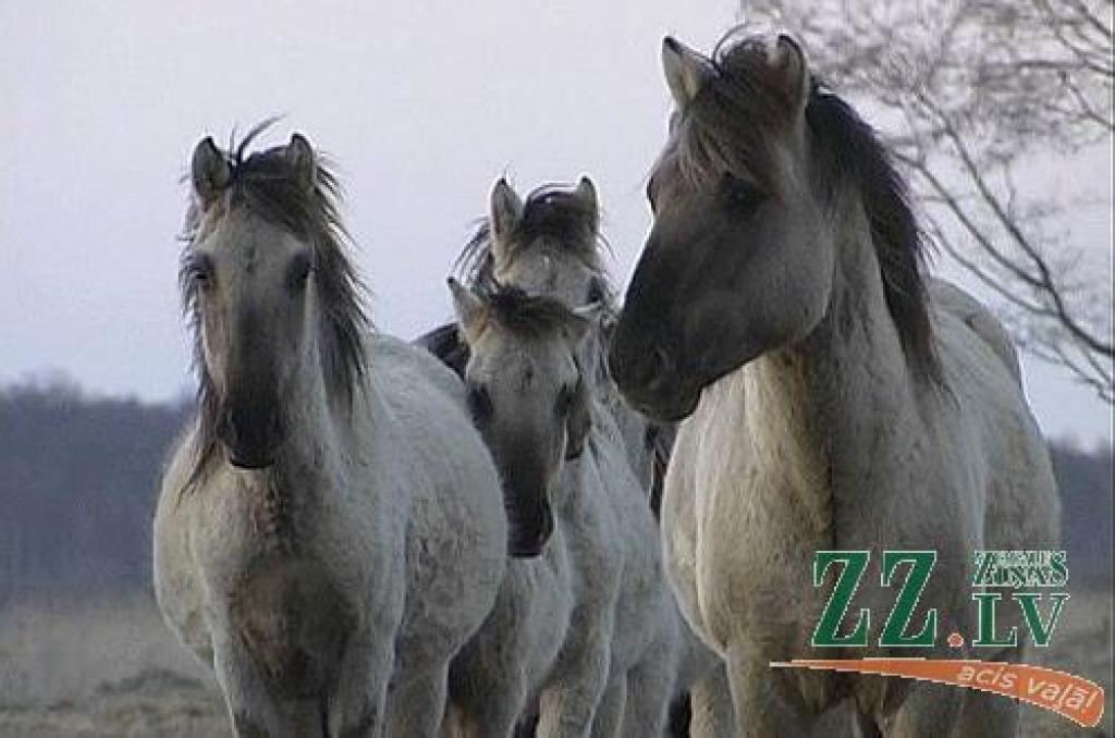 Savvaļas zirgi Ķemeru nacionālajā parkā.
Autors: no www.kemeri.gov.lv