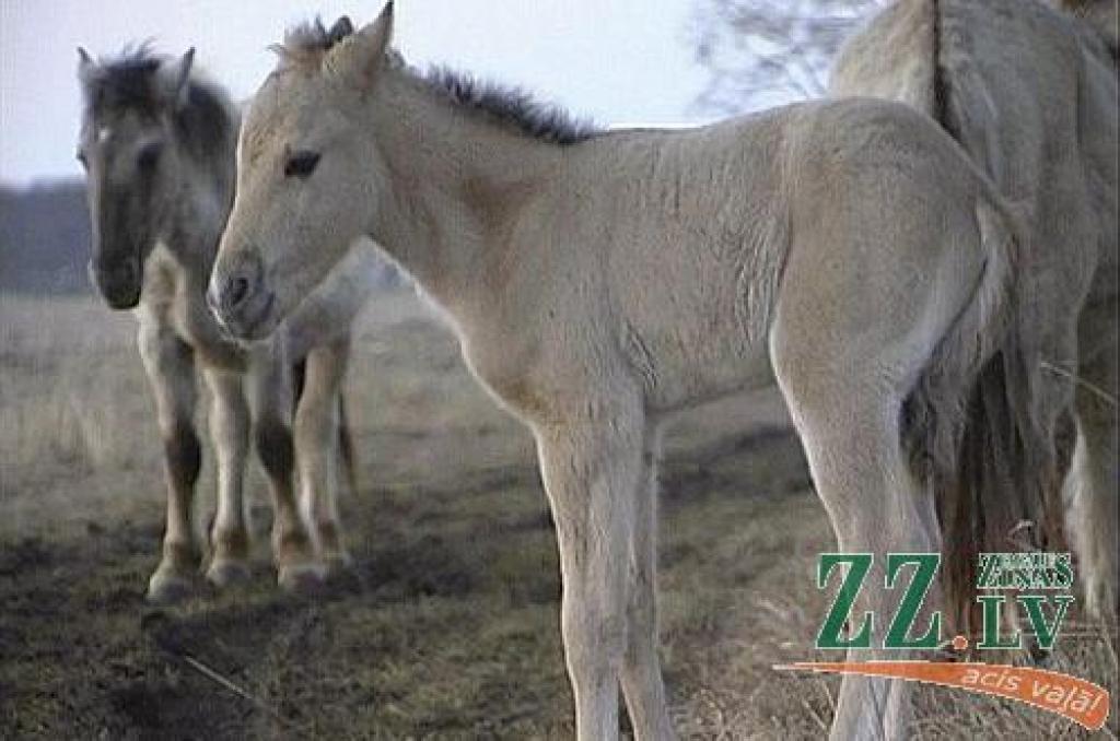 Savvaļas zirgu kumeļš Ķemeru nacionālajā parkā.
Autors: no www.kemeri.gov.lv