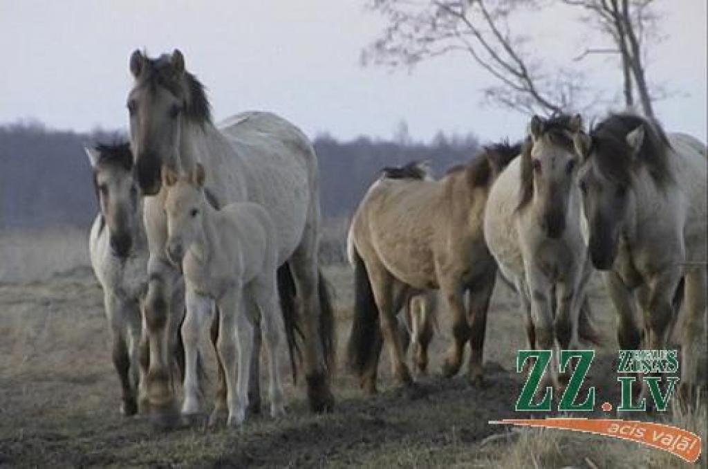 Autors: no www.kemeri.gov.lv