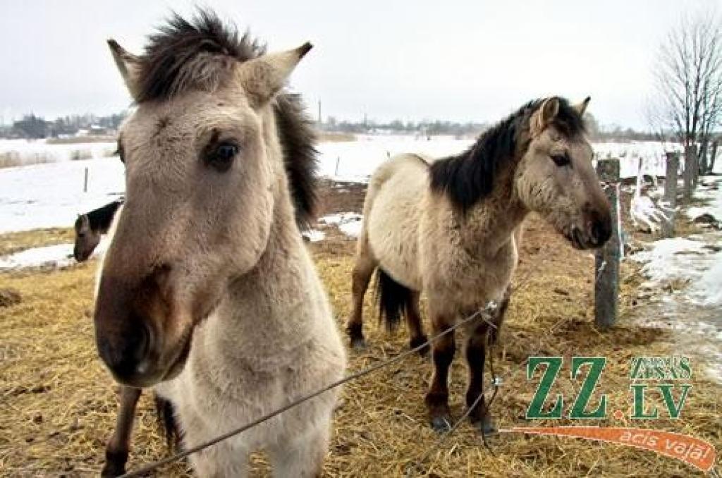 Autors: Agris Samcovs