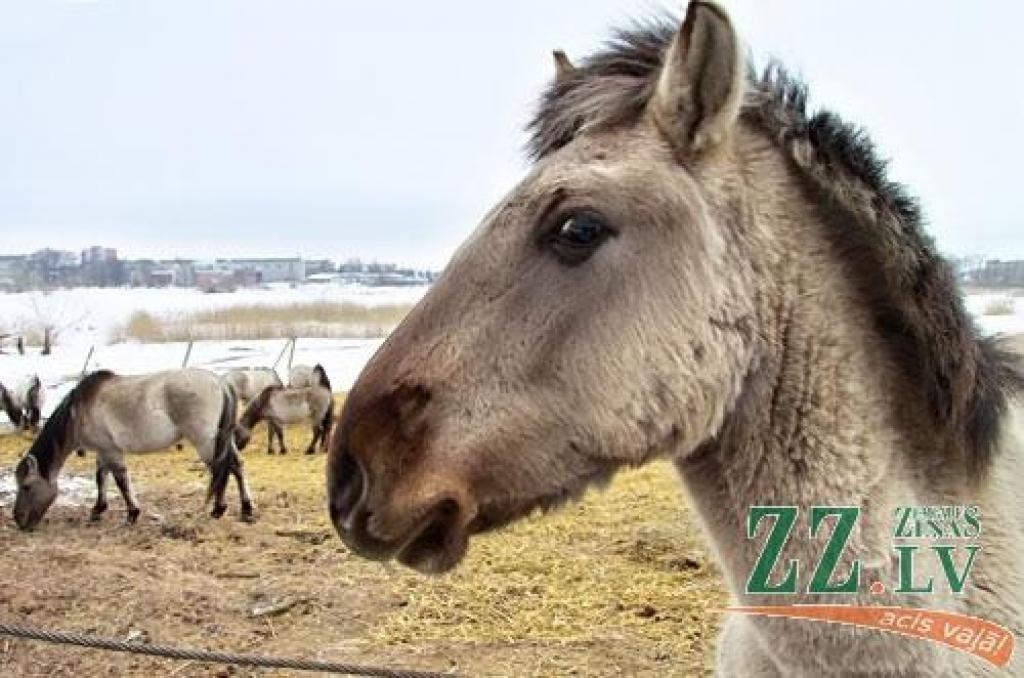 Autors: Agris Samcovs