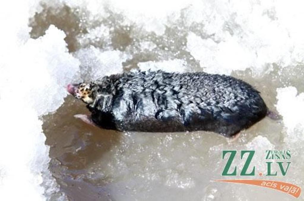 Autors: Agris Samcovs