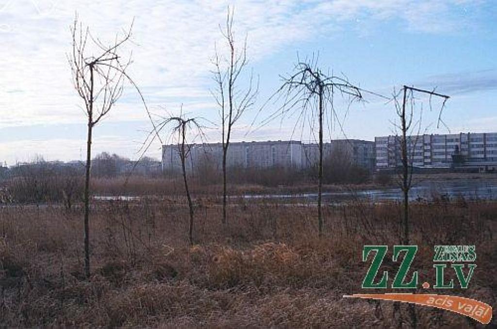 Autors: no ZZ arhīva