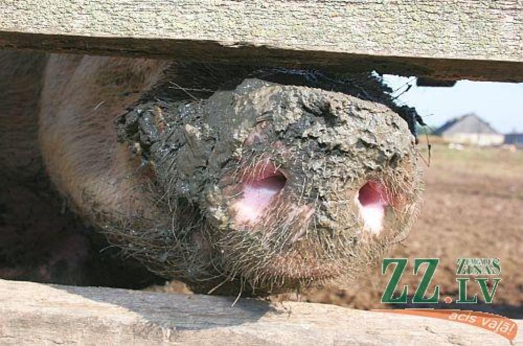 Autors: no ZZ arhīva