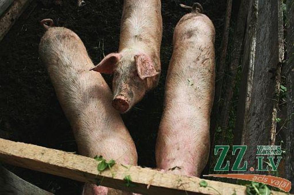 Autors: no ZZ arhīva