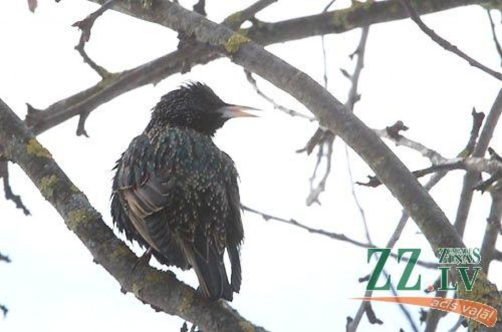 Autors: Maira Dudareva