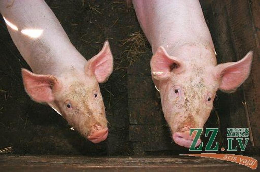 Autors: ZZ arhīva foto