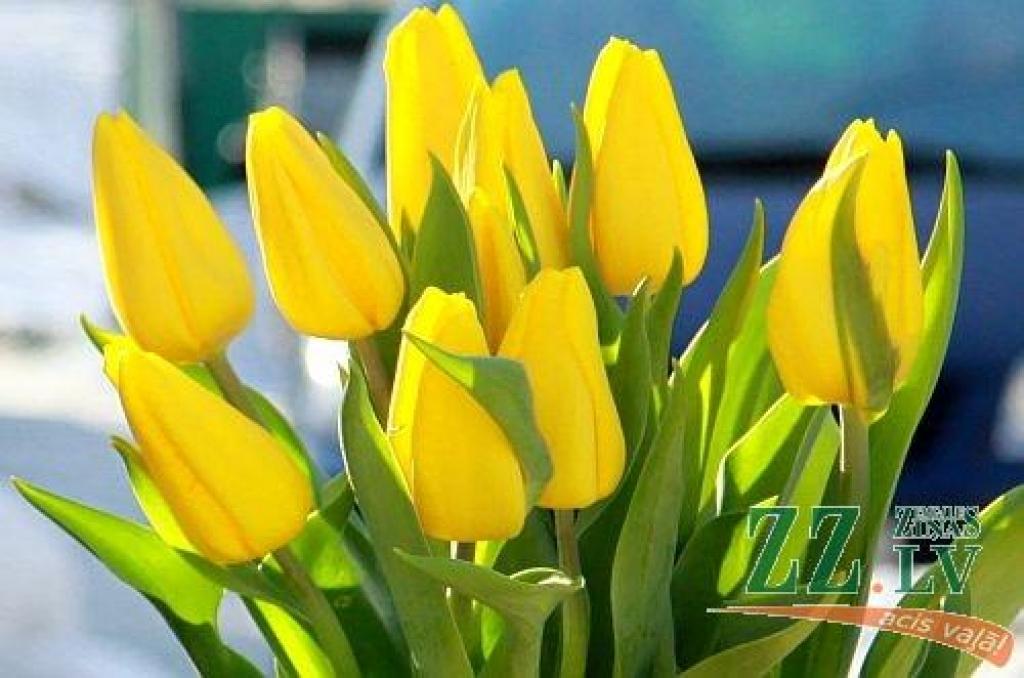 Autors: Agris Samcovs