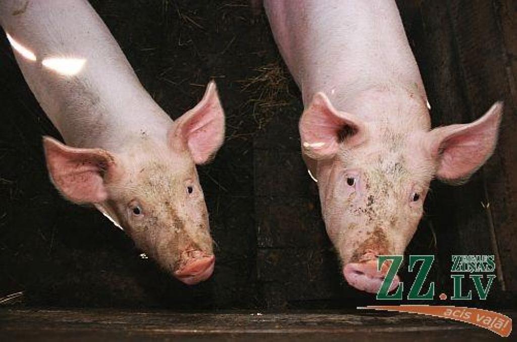 Autors: Agris Samcovs