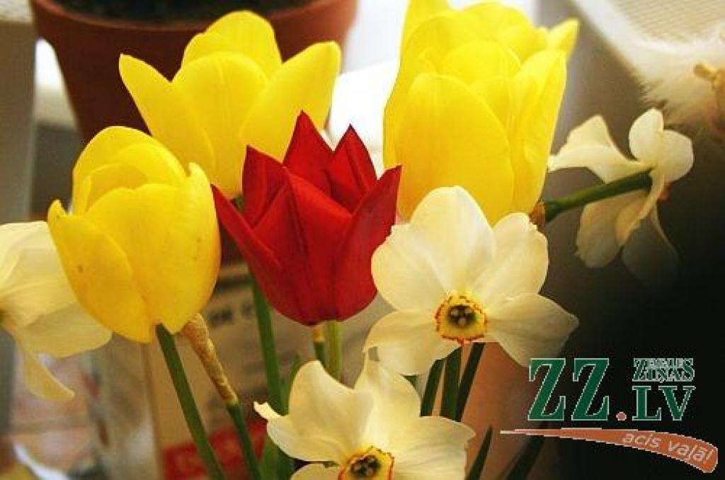 Autors: ZZ arhīva foto