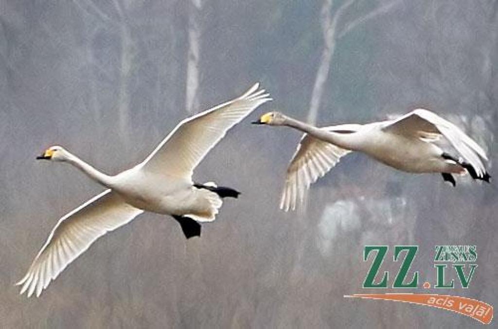 Šādu gulbju bara pulcēšanos šorīt «Zemgales Ziņu» fotogrāfs novēroja Platones pagastā, netālu no Lietuvas šosejas.