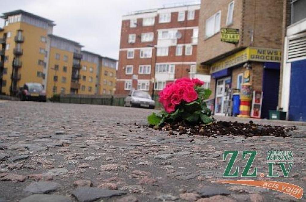 Autors: www.thepotholegardener.com