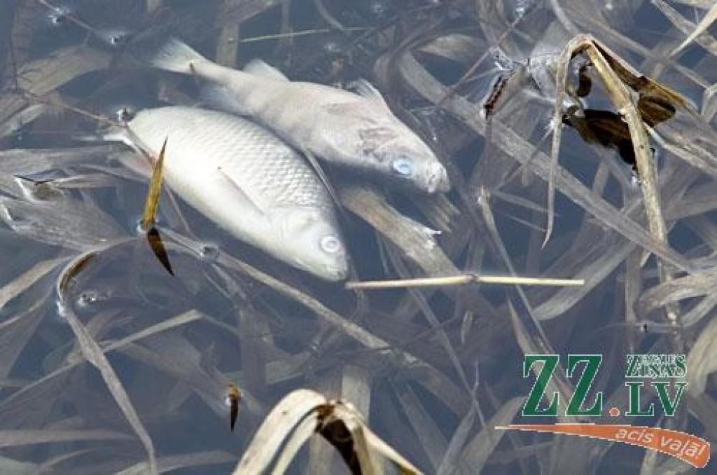 Autors: Agris Samcovs