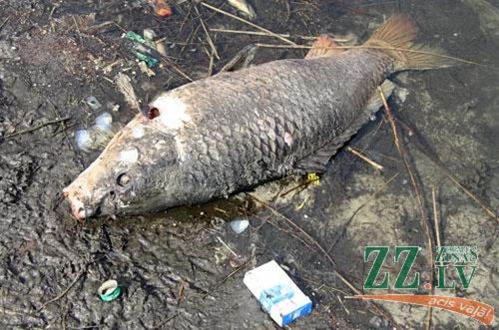 Autors: Agris Samcovs