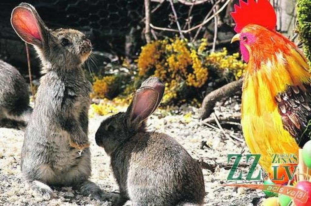 Autors: no ZZ arhīva