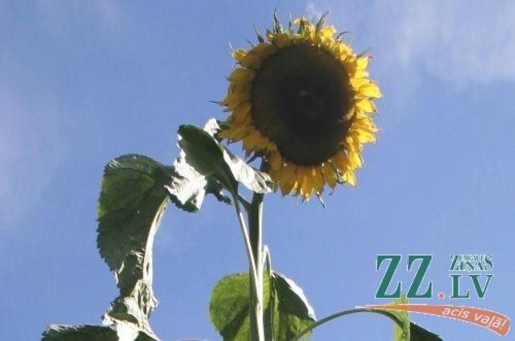 Autors: no ZZ arhīva