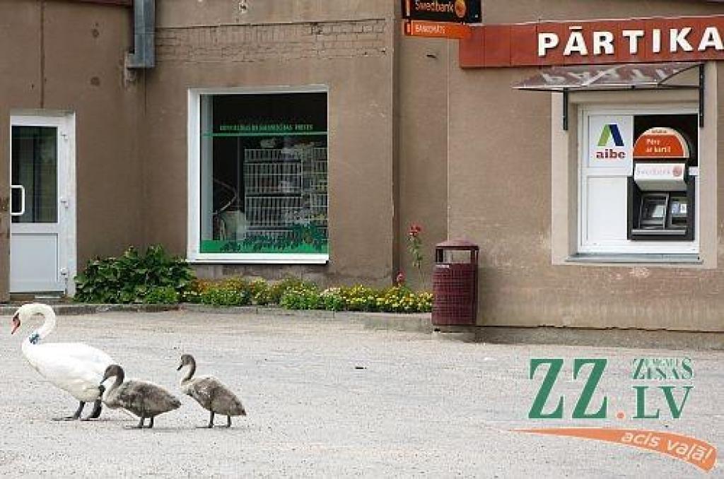 Nedēļas foto. Atsūti savu parakstu!

Aicinām jūs, lasītāji, iesūtīt publicēšanai gan savas, smaidu raisošas, ar Jelgavu un novadiem saistītas fotogrāfijas, gan asprātīgus parakstus publicētajam fotomirklim. Sūtiet tos uz e-pasta adresi...