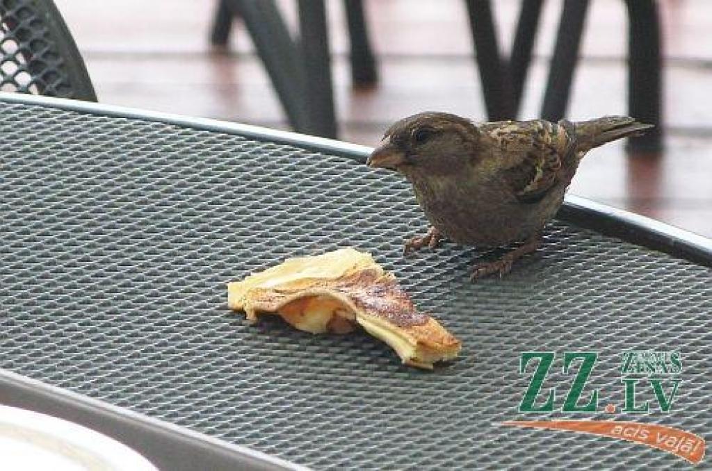 Nedēļas foto. Atsūti savu parakstu!

Aicinām jūs, lasītāji, iesūtīt publicēšanai gan savas, smaidu raisošas, ar Jelgavu un novadiem saistītas fotogrāfijas, gan asprātīgus parakstus publicētajam fotomirklim. Sūtiet tos uz e-pasta adresi...