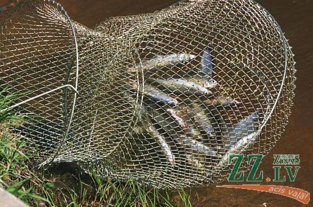 Autors: no ZZ arhīva