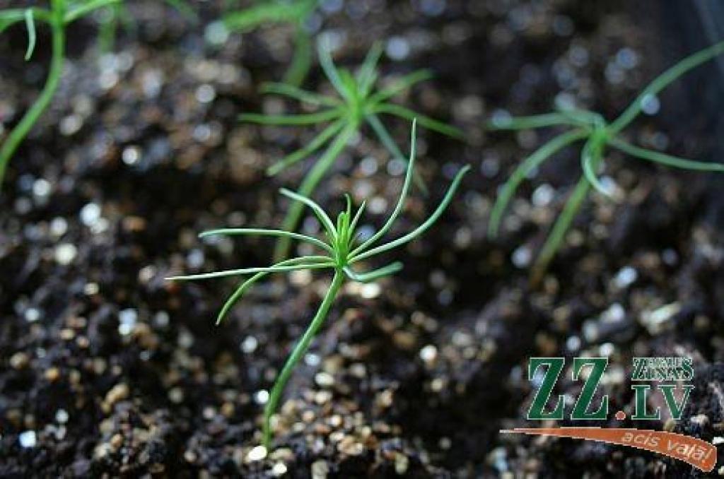 Divus mēnešus vecas priedītes.
Autors: Publicitātes foto