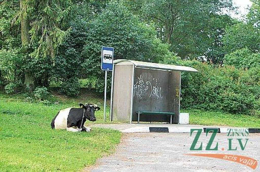 Nedēļas foto. Atsūti savu parakstu!

Aicinām jūs, lasītāji, iesūtīt publicēšanai gan savas, smaidu raisošas, ar Jelgavu un novadiem saistītas fotogrāfijas, gan asprātīgus parakstus publicētajam fotomirklim. Sūtiet tos uz e-pasta adresi...