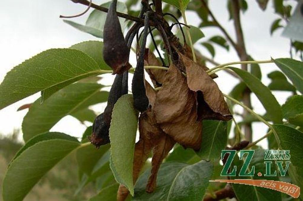 Bakteriālās iedegas skarta bumbiere.
Autors: no http://upload.wikimedia.org