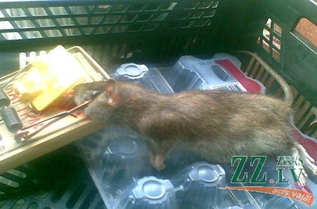 Autors: Tatjana Borisova