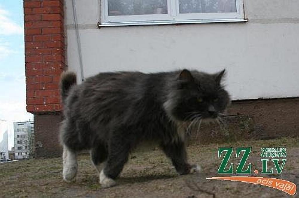 Autors: Agris Samcovs