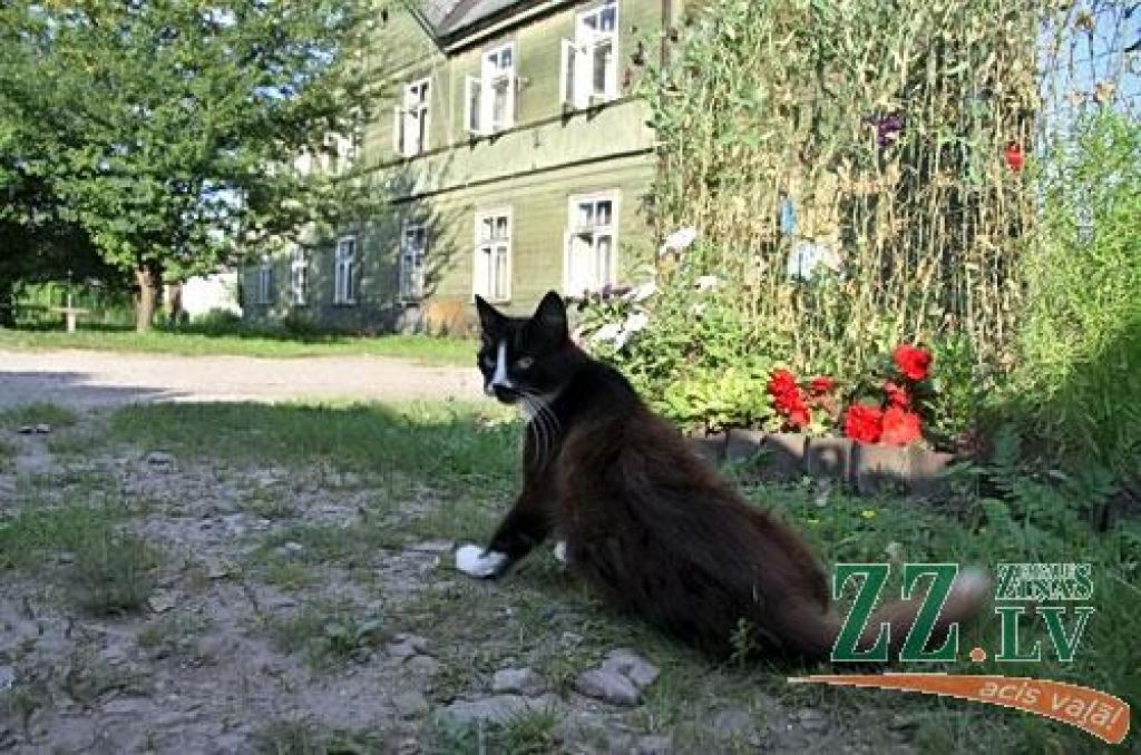 Autors: Agris Samcovs