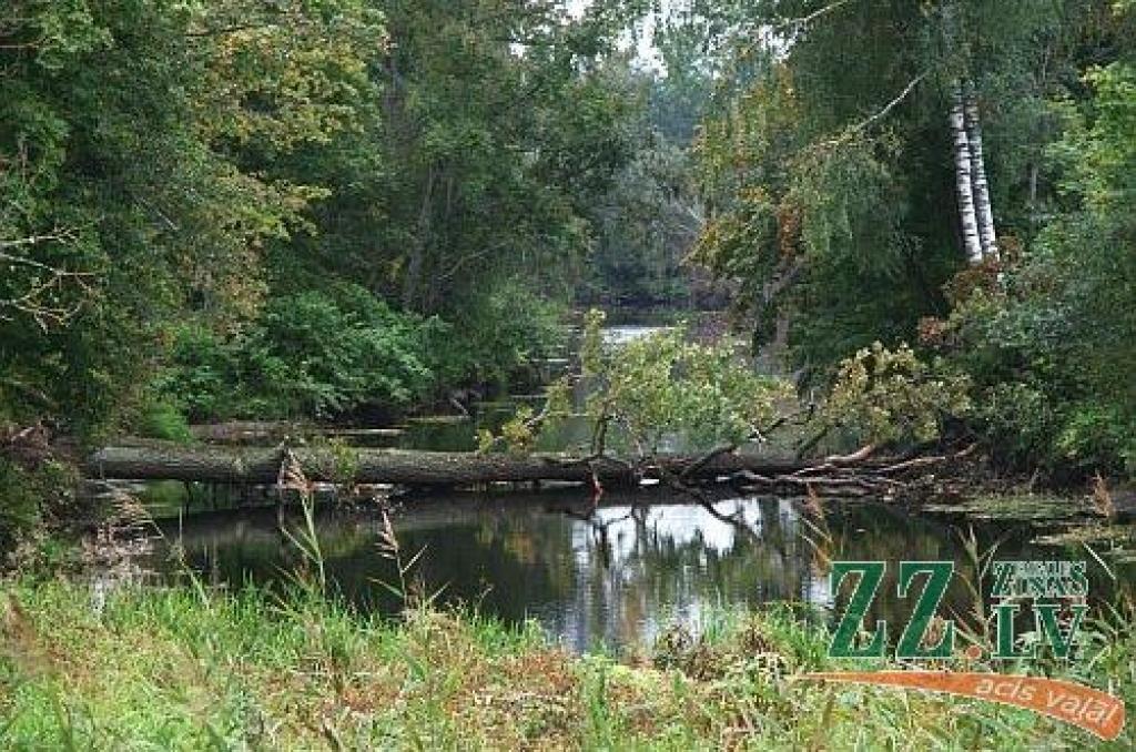 Kādā vējainā naktī Misā blakus Mušķiem ūdenī iegāzies ozols, kura saknes pamazām bija izskalojusi upes straume. Apmēram divdesmit metru garais stumbrs sniedzas no viena upes krasta līdz otram, pilnībā šķērsojot tās tecējumu. Ozolnieku...
Autors: > www.zz.lv