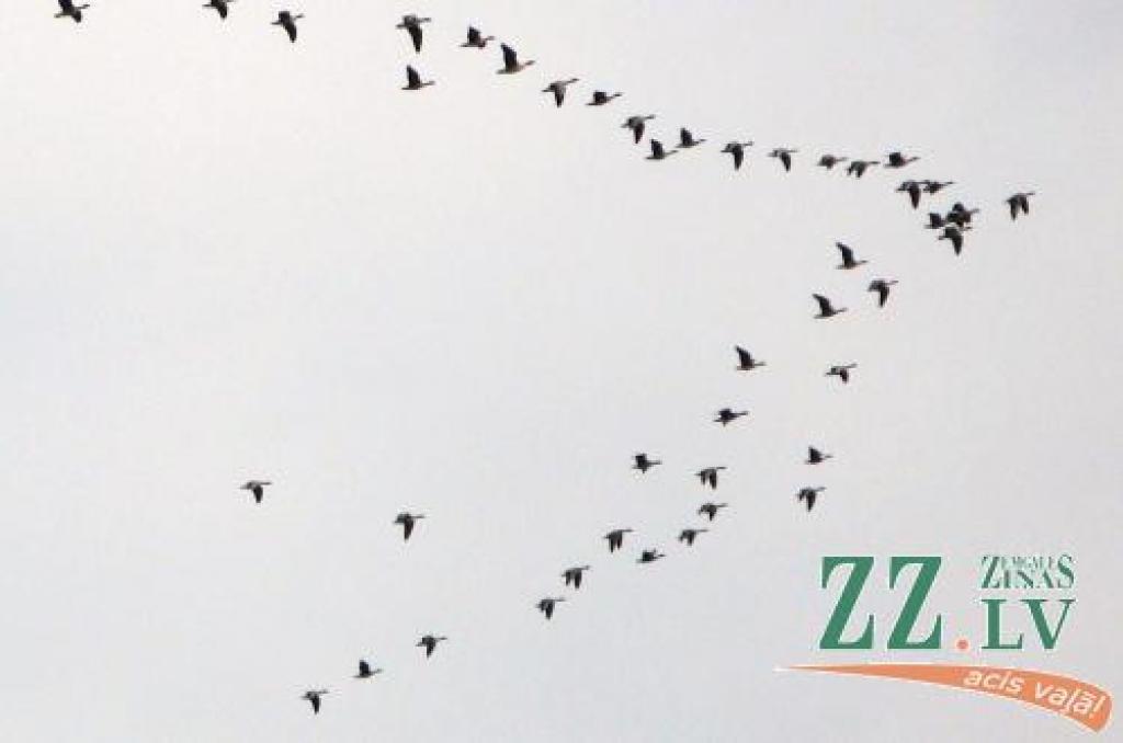 Autors: Evita Puriņa