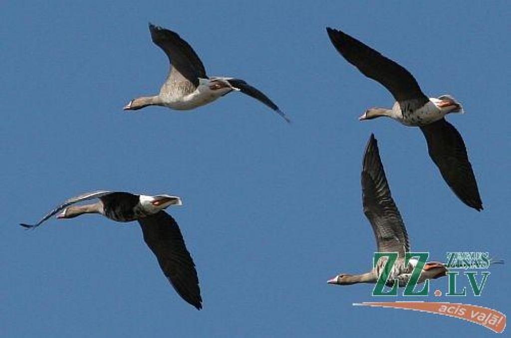 Autors: no ZZ arhīva