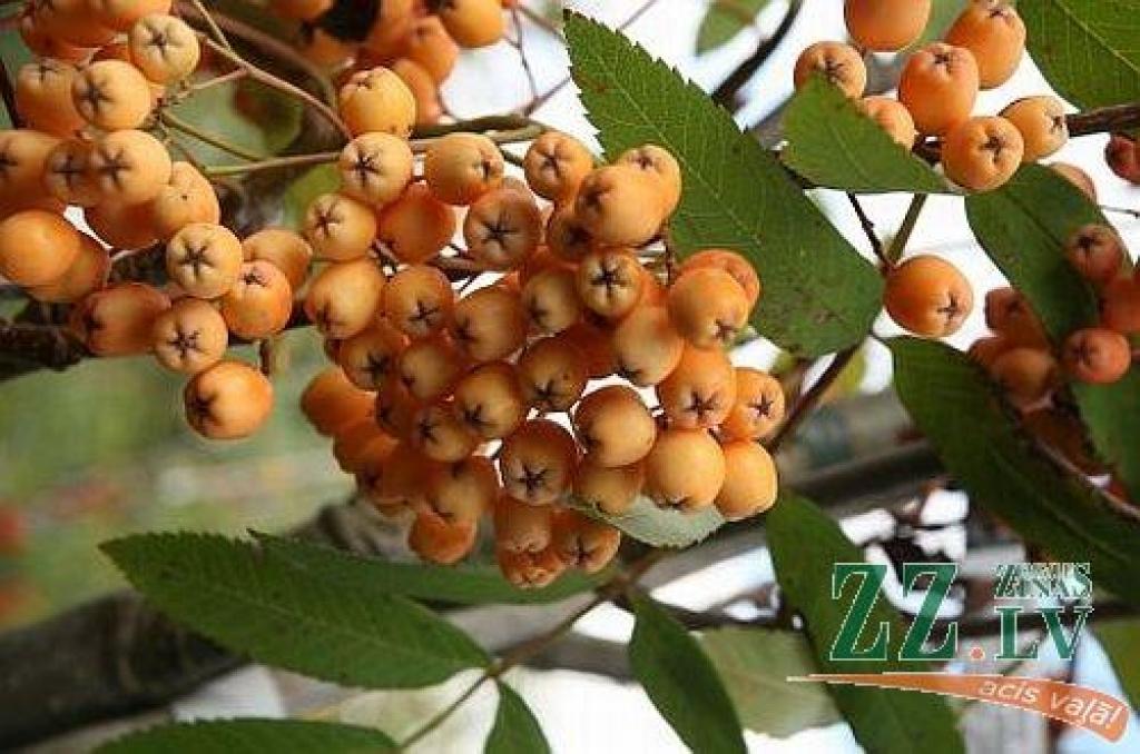 Autors: no www.zalenieki.lv