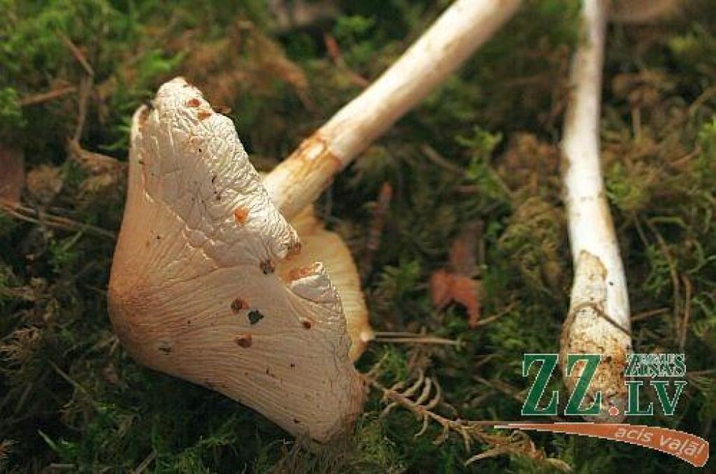 Baltās mušmires.
Autors: no ZZ arhīva