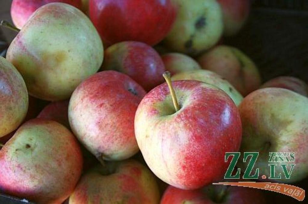 Autors: no ZZ arhīva