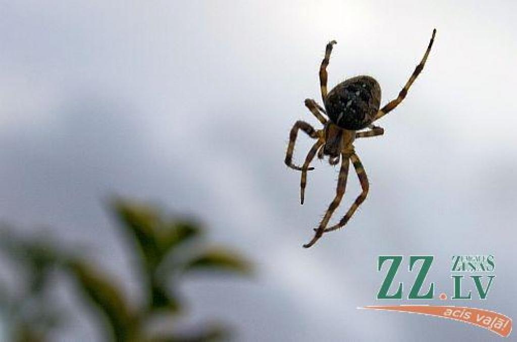 Autors: no ZZ arhīva