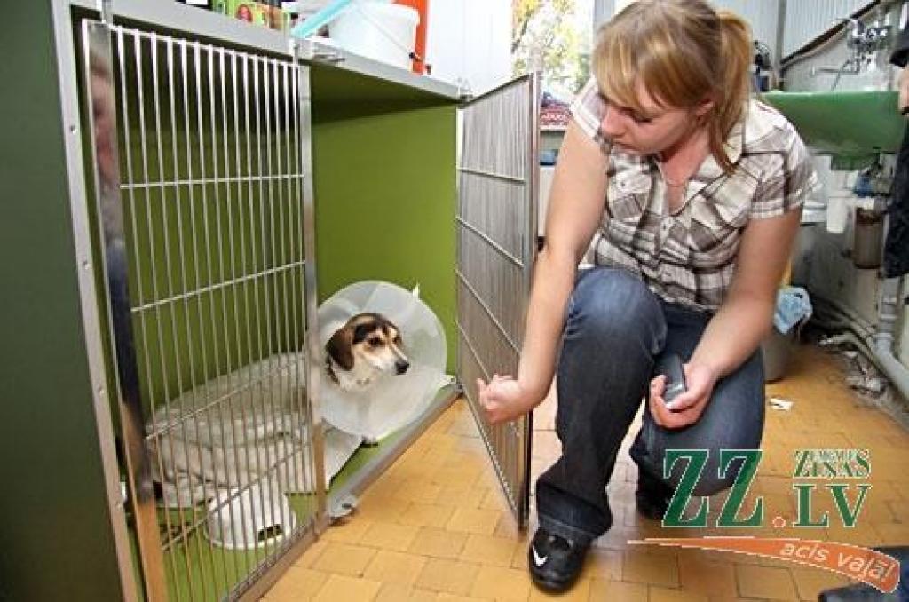 Sešus mēnešus vecais suņuks uz Jelgavu atklaiņojis no Platones. Pakļūstot zem automašīnas, dzīvnieks guva nopietnus ievainojumus un vairākas nedēļas bija veterinārārstes Agneses Krūmiņas aprūpē. Nupat suns laimīgi atgriezies mājās.
Autors: Agris Samcovs