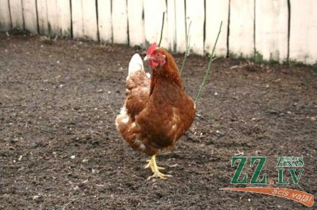 Autors: no ZZ arhīva