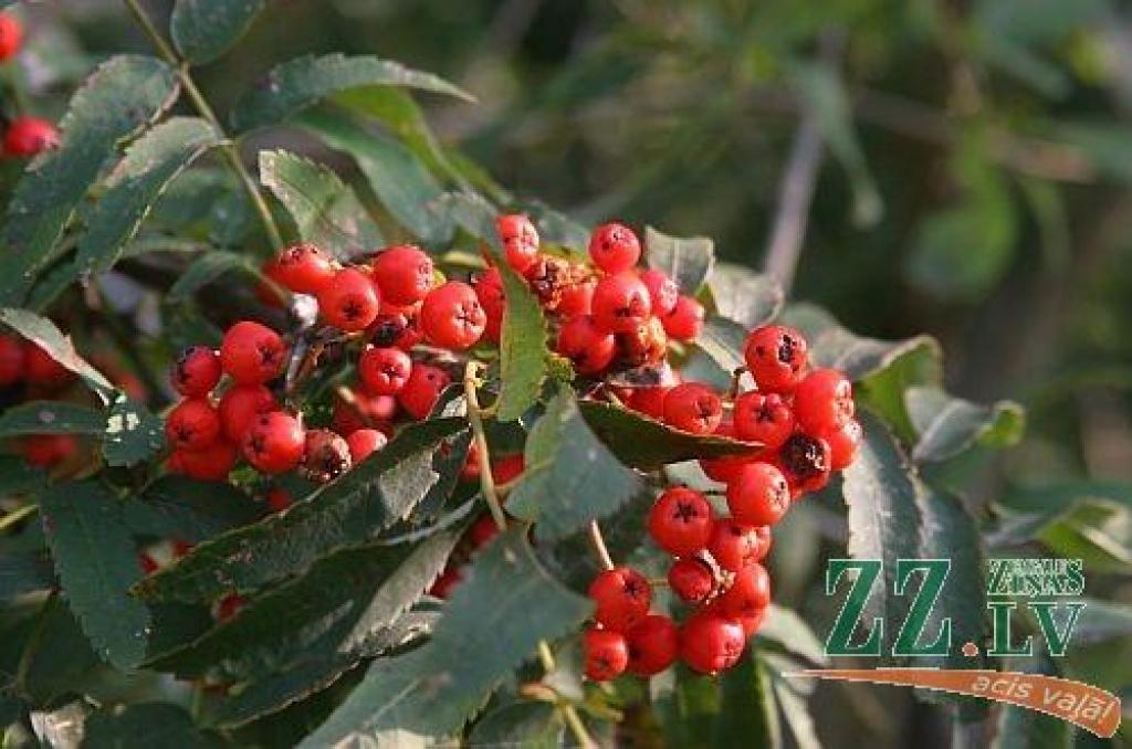 Autors: no ZZ arhīva