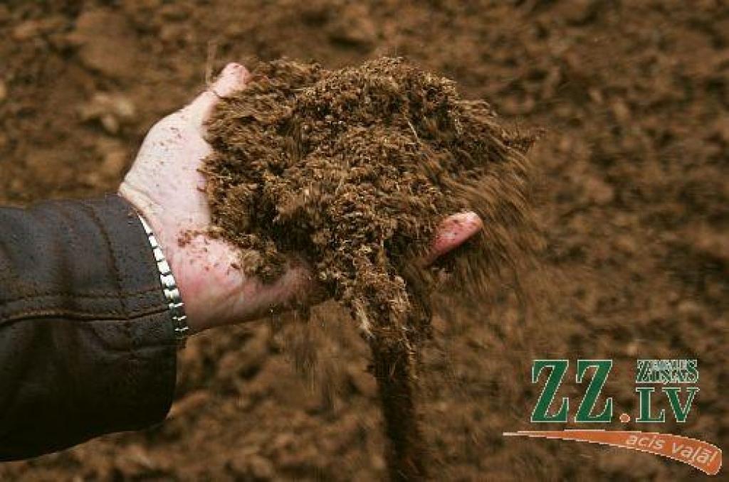 Autors: no ZZ arhīva