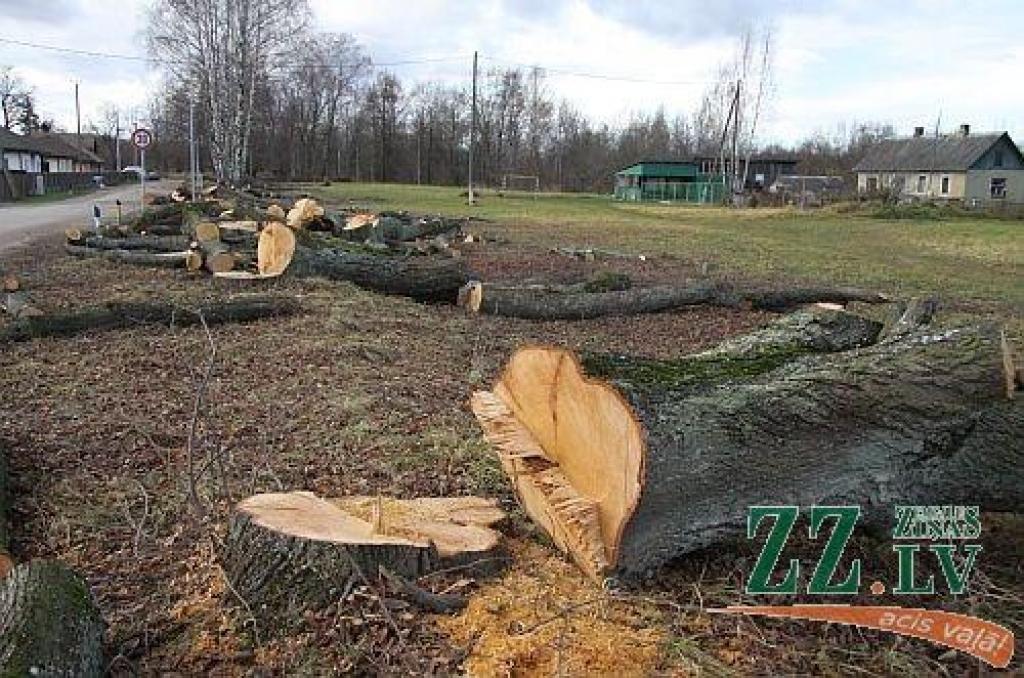 Dabas draugu sašutumu izpelnījies Ozolnieku novada pašvaldības lēmums Upes ielā nozāģēt 14 simtgadīgu liepu.
Autors: Maira Dudareva